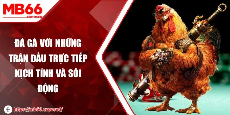 Đá gà với những trận đấu trực tiếp kịch tính và sôi động